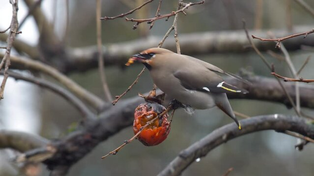 footage of bohemian waxwing (Bombycilla garrulus) bird feeding on persimmon.