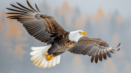 Eagle's Ascent, A Captivating Display of Wilderness Elegance as the Majestic Bird Glides Amidst the Towering Embrace of Evergreen Giants, a Symphony of Flight