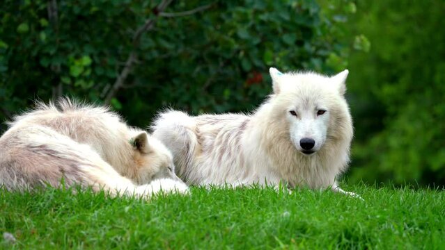 Mesmerizing 4K Footage of Majestic Arctic Wolf (Canis lupus arctos) Resting Peacefully on a Verdant Bed of Green Grass in its Untamed Wilderness Habitat