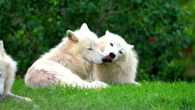 Gorgeous 4K Footage of Affectionate Arctic Wolves (Canis lupus arctos) Nuzzling and Bonding Tenderly in their Natural Wilderness Habitat