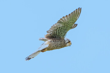 Fototapeta premium Kestrel