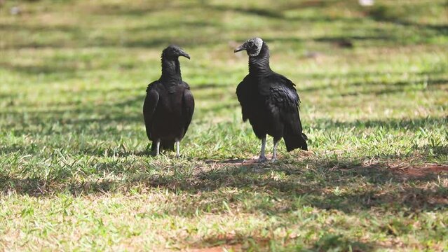 Couple of black vultures sitting on the grass and flying away