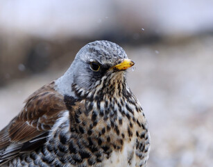 Fieldfare (Turdus pilaris) closeup in snowfall in spring.