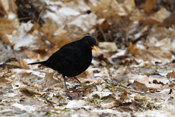 Eurasian blackbird or common blackbird (Turdus merula) male looking for food in the garden in snowfall in spring.	
