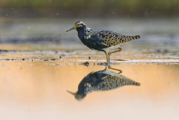 Ruff (Calidris pugnax) male feeding in the wetlands in summer.	
