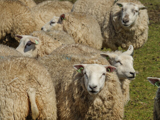 Ameland in den Niederlanden