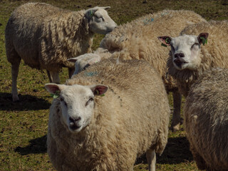 Obraz premium Die Insel Ameland im Frühling