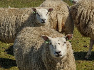 Die Insel Ameland im Frühling