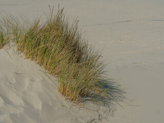 Die Insel Ameland im Frühling