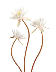 Obraz premium Beautiful lotus flowers with long stems isolated on white