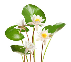 Beautiful lotus flowers with long stems isolated on white