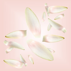 White lotus flower petals falling on pink background