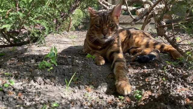Bengal Cat 1