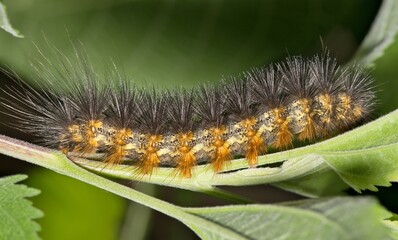 Salt marsh moth caterpillar (Estigmene acrea) insect on plant fuzzy nature Springtime pest control.