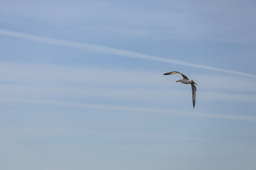 seagull in flight