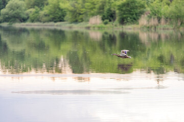 blue heron in flight