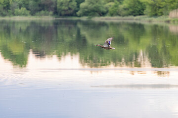 duck in flight