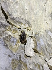 Bat cave. Deep underground. bats