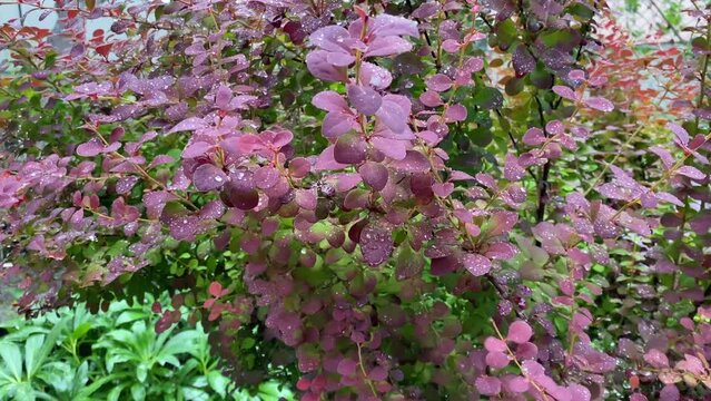 Summer Rain Barberry