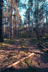 Droga w lesie © Piotr Dembek