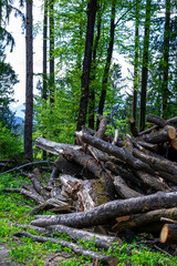 Many cut tree trunks stacked on top of each other