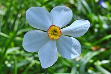 Flowers in the garden during spring. Nature and flowers background