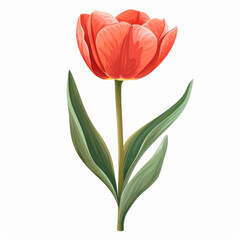 Obraz premium Vibrant illustration of a single red tulip with detailed petals and green leaves.
