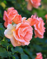 都心散策　バラの季節