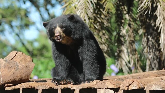 Spectacled bear native to South America in close-up and selective focus. (Tremarctos ornatus) on 4k video