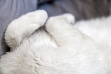 cute gray white cat funny sleeping, relaxing, resting on pillow,bed, sofa. Cat sleep calm and relax. muzzle of a sleeping cat with paws, feet. cat house indoors pet ownership, pet friendship concept