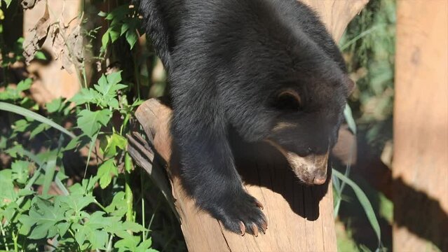 Spectacled bear native to South America in close-up and selective focus. (Tremarctos ornatus) on 4k video