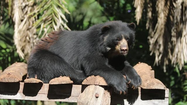 Spectacled bear native to South America in close-up and selective focus. (Tremarctos ornatus) on 4k video