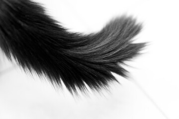 Black long hair cat tail isolated on white background. pet ownership, pet friendship concept. Pets...