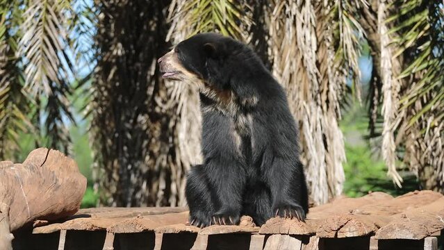 Spectacled bear native to South America in close-up and selective focus. (Tremarctos ornatus) on 4k video