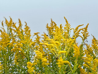 Goldenrod wildflowers with bees landing on some flowers, outdoors on the Cliff Walk in Newport...