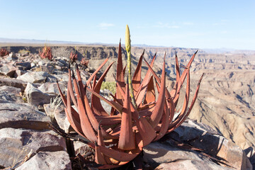 Photo of aloe plant