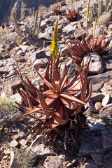 Photo of aloe plant