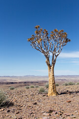 A photo of quiver tree
