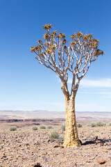 A photo of quiver tree