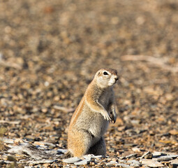 A photo of ground squirrel