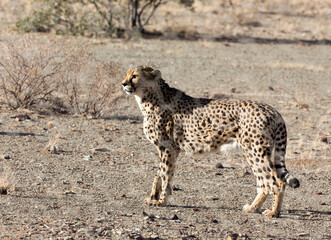 a photo of cheeta
