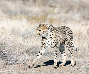 a photo of cheeta