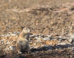 A photo of ground squirrel