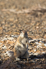 A photo of ground squirrel