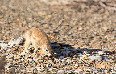 Obraz premium A photo of ground squirrel