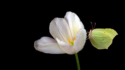 bright yellow butterfly on white tulip flower in dew drops isolated on black. brimstones butterfly. 