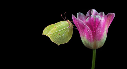 bright yellow butterfly on purple tulip flower in drops of dew. butterfly on tulip isolated on...