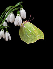 bright yellow butterfly on white snowdrop flowers in water drops isolated on black