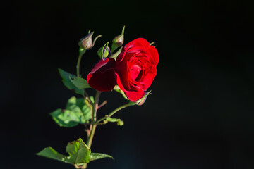 Red rose and black background.
