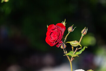 Red rose and black background.